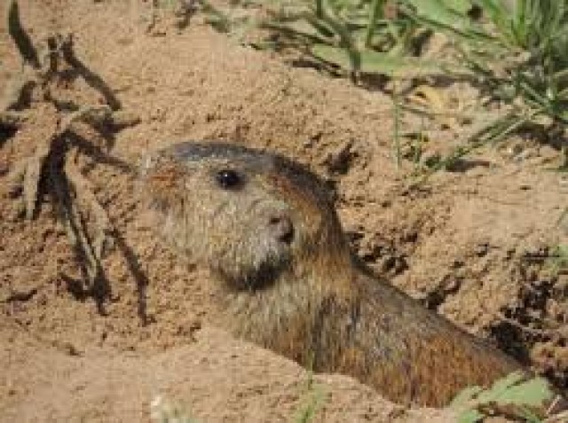 Se presentó el Fondo para la Conservación del Patrimonio Natural